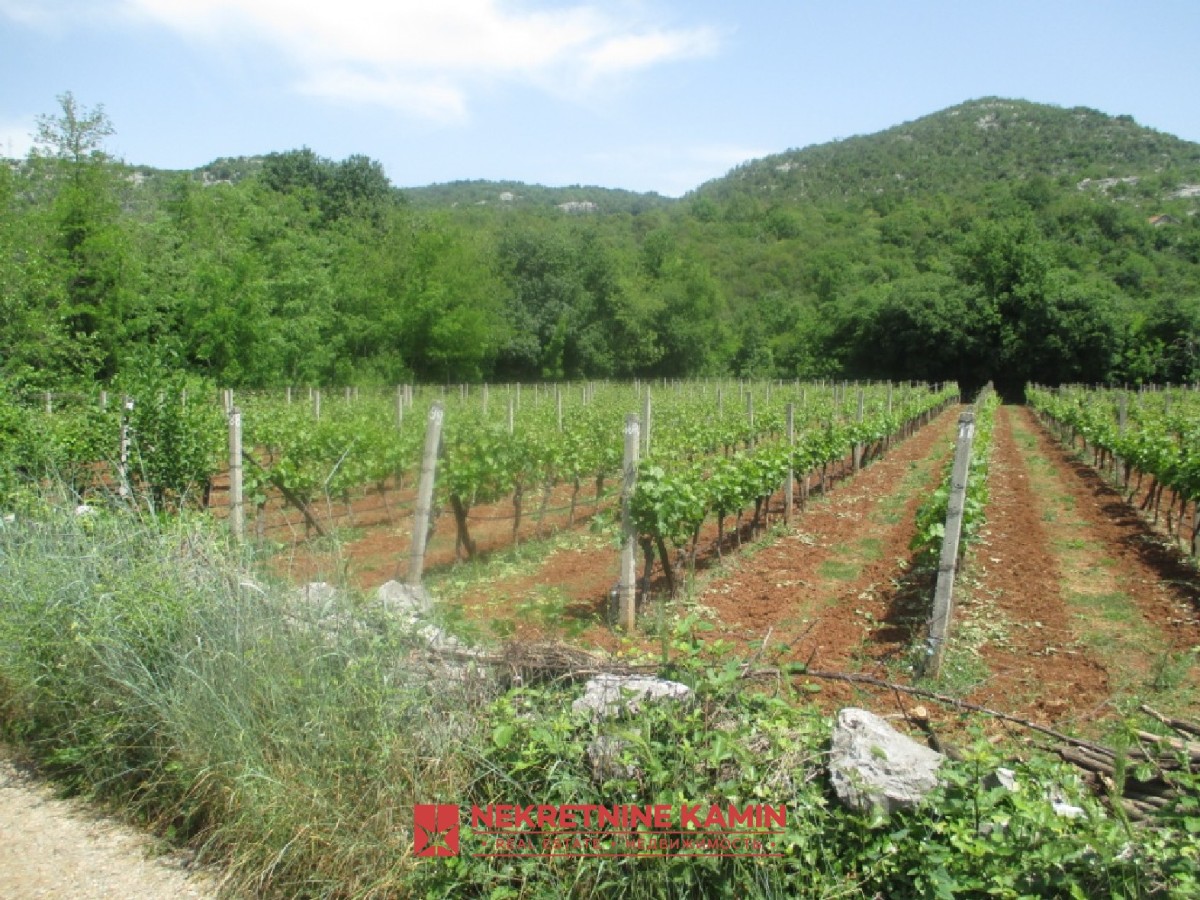 Vinograd sa 1300 čokota i kompletnom infrastrukturom – Drušići, blizu Skadarskog jezera
